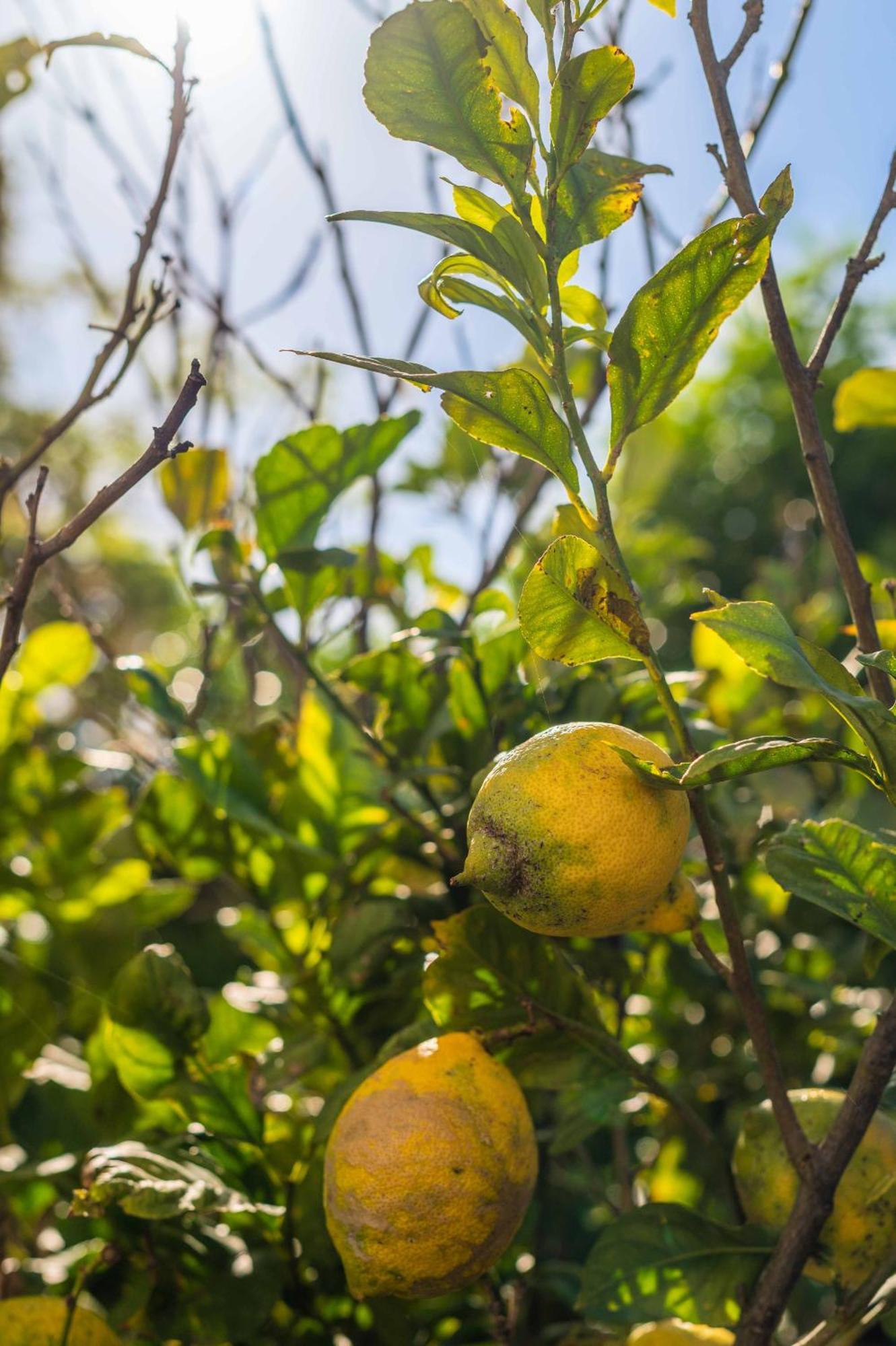 Lemon House - 400M From The Beach - Wifi Албуфейра Екстериор снимка